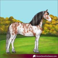 Horse Color:Bay Sabino 