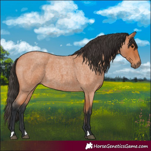 Horse Color:Bay Roan 