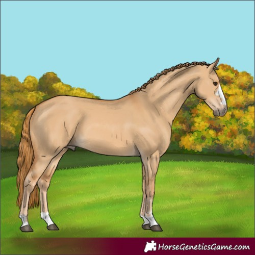 Horse Color:Red Dun 