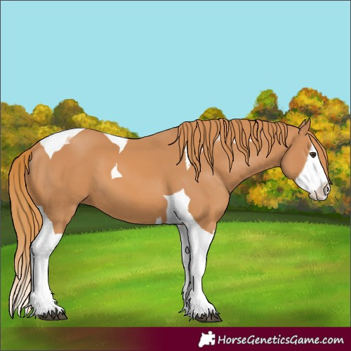 Horse Color:Chestnut Splash Tobiano 