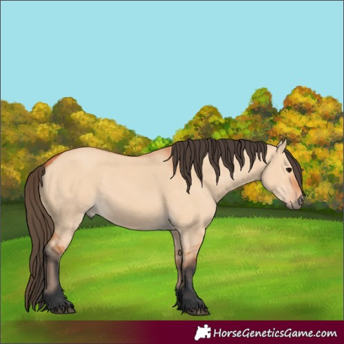 Horse Color:Bay Dun Rabicano