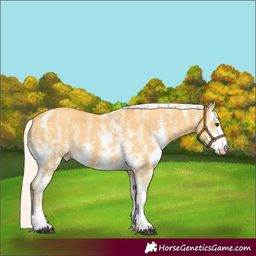 Horse Color:Palomino Sabino Rabicano 