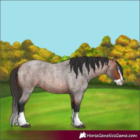 Horse Color:Bay Roan Splash