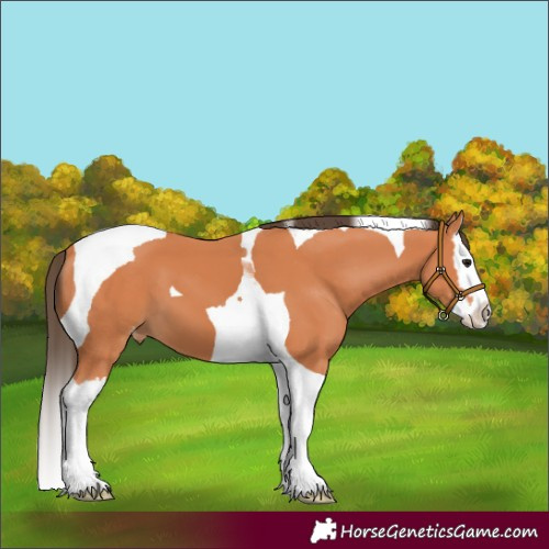 Horse Color:Bay Splash Tobiano Snowcap 
