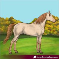 Horse Color:Red Dun Rabicano