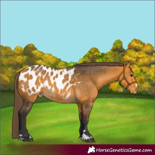 Horse Color:Buckskin Appaloosa