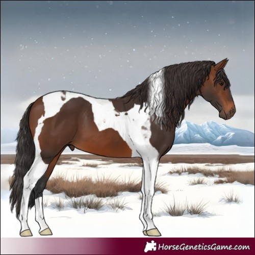 Horse Color:Brown Tobiano