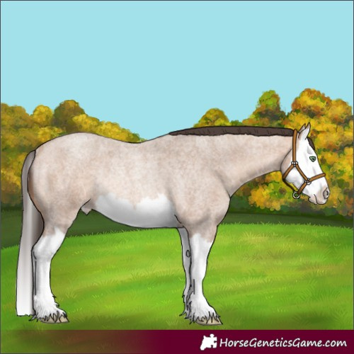 Horse Color:Amber Champagne Roan Splash Rabicano