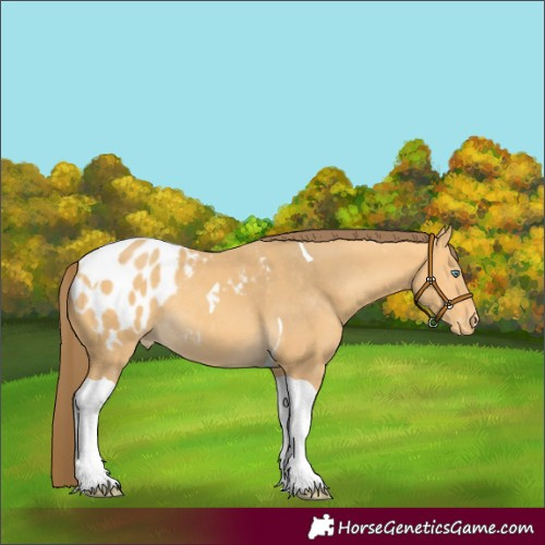 Horse Color:Amber Cream Champagne Tobiano Appaloosa Rabicano