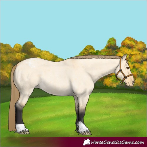 Horse Color:Buckskin Roan Dun Appaloosa