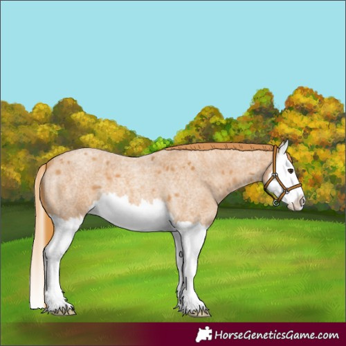 Horse Color:Red Roan Splash 