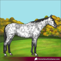 Horse Color:Blue Roan Appaloosa 