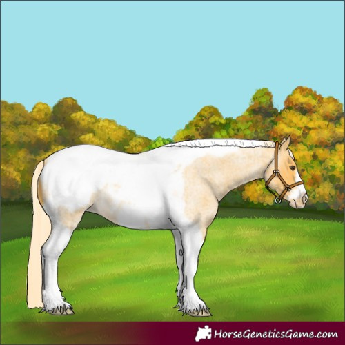 Horse Color:Palomino Roan Tobiano Frame Appaloosa Rabicano 