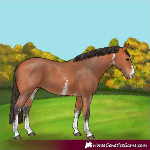 Horse Color:Bay Sabino 