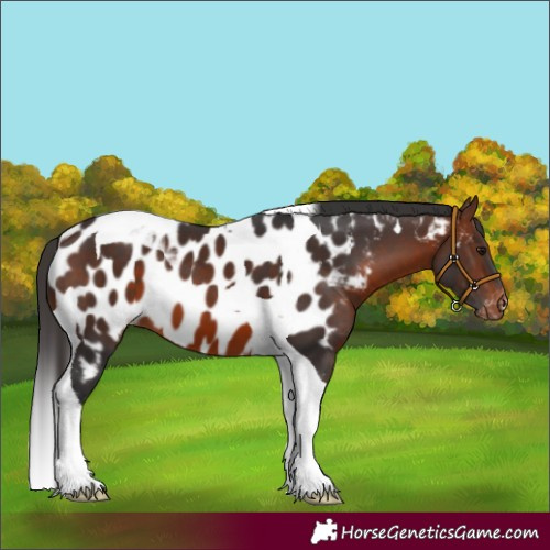 Horse Color:Brown Tobiano Near Leopard 