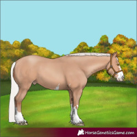 Horse Color:Silver Amber Champagne