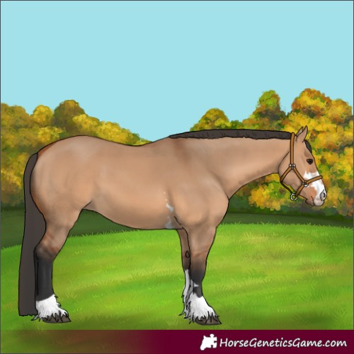 Horse Color:Bay Dun 
