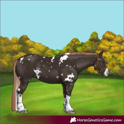 Horse Color:White Spotted Liver Chestnut