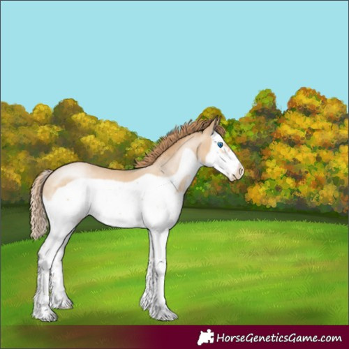 Horse Color:Unknown 