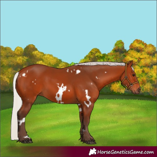 Horse Color:White Spotted Silver Bay