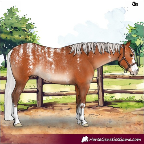 Horse Color:Powder White Silver Bay Rabicano 