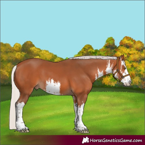 Horse Color:White Spotted Silver Bay