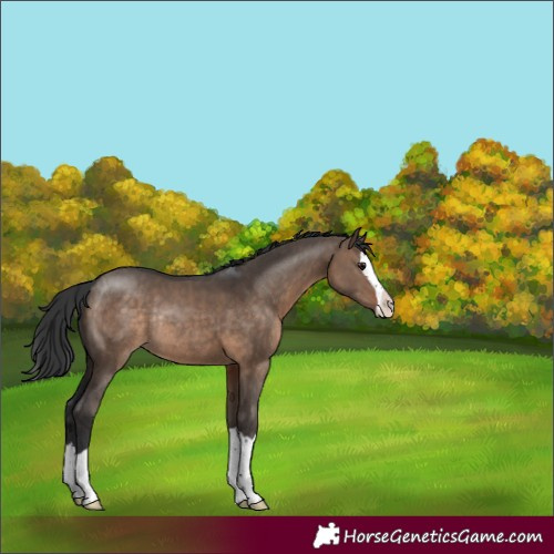 Horse Color:Brown Dun Splash Rabicano 