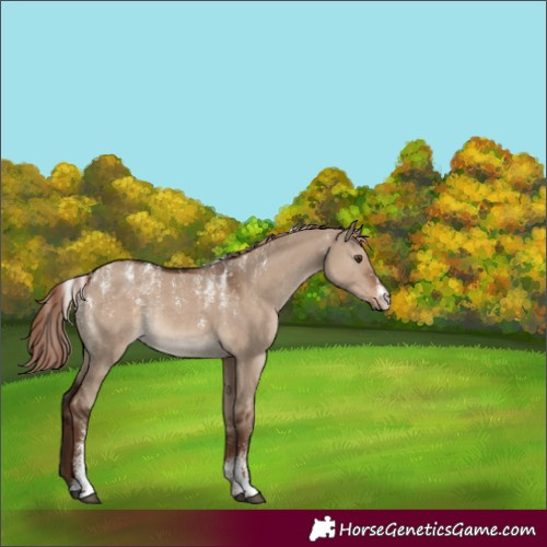 Horse Color:Powder White Liver Red Dun Rabicano 