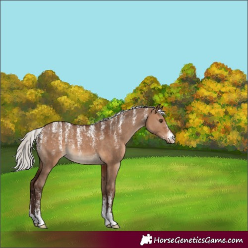 Horse Color:Powder White Silver Brown Dun 