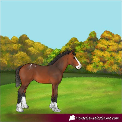 Horse Color:Unknown 