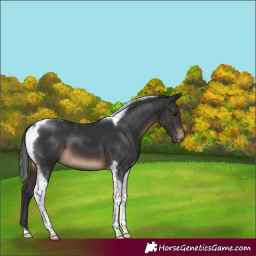 Horse Color:Brown Tobiano Appaloosa 