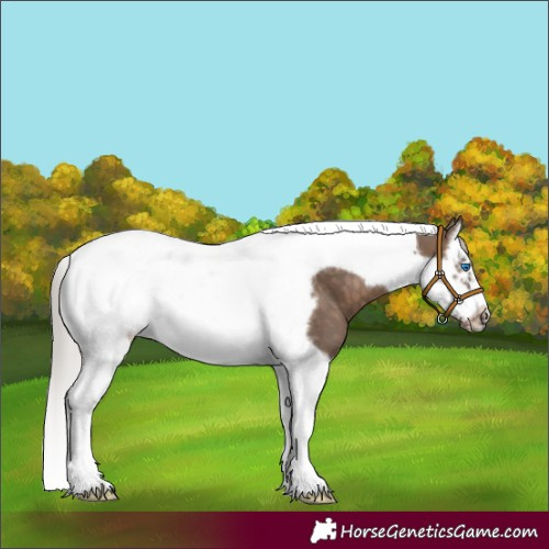 Horse Color:Silver Brown Dun Splash Tobiano Frame