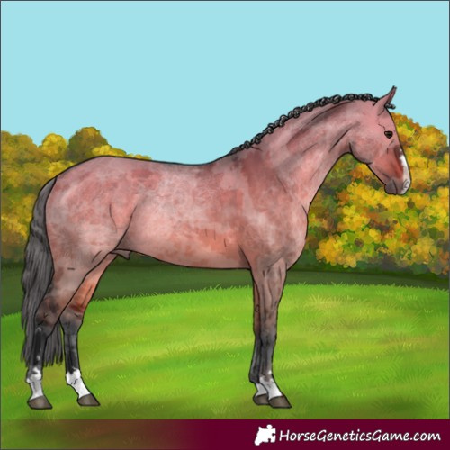 Horse Color:Brown Dun Merle 