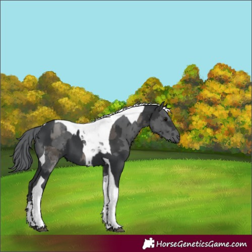 Horse Color:Black Tobiano  and Black Merle Tobiano 