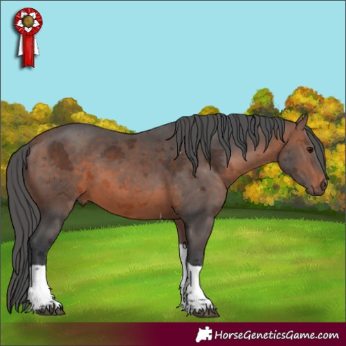 Horse Color:Brown Merle Tobiano 