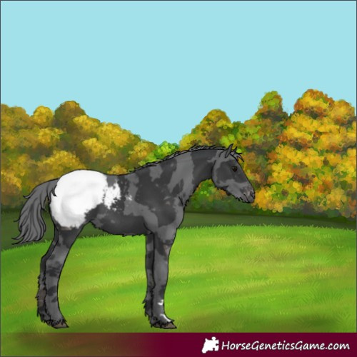 Horse Color:Black Merle Appaloosa 