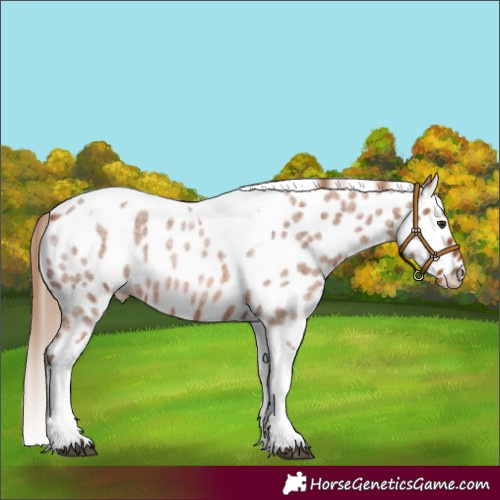 Horse Color:Red Roan Tobiano Leopard