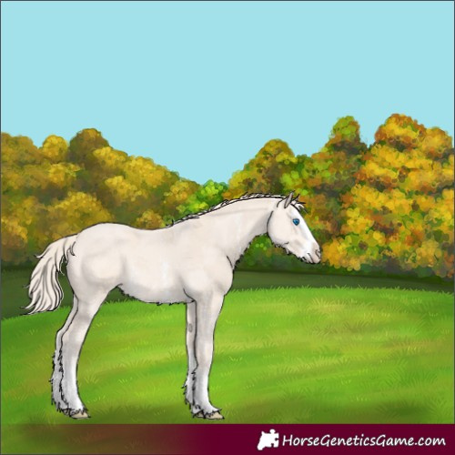 Horse Color:Perlino Merle Sabino Splash 