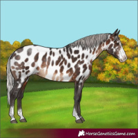 Horse Color:Silver Brown Sabino Near Leopard Rabicano 