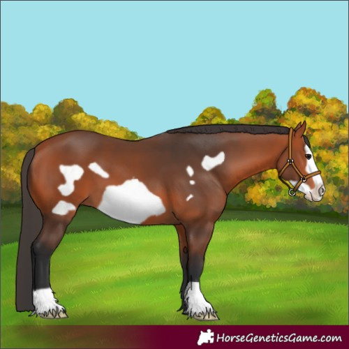 Horse Color:Bay Frame 