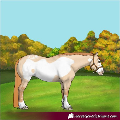 Horse Color:Red Dun Frame Varnish Rabicano 