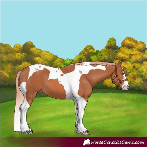 Horse Color:Chestnut Tobiano