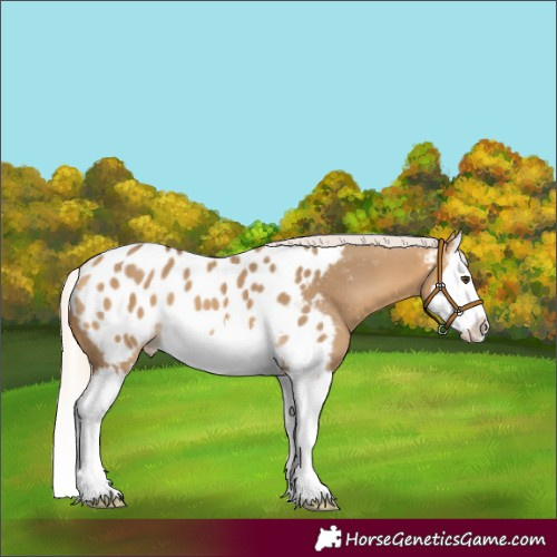 Horse Color:Silver Buckskin Dun Splash Appaloosa