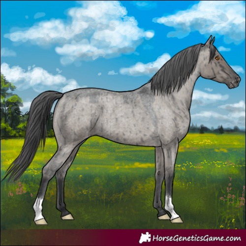 Horse Color:Grullo Roan Varnish Brindle 