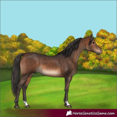 Horse Color:Brown 