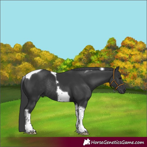 Horse Color:Black Tobiano Rabicano