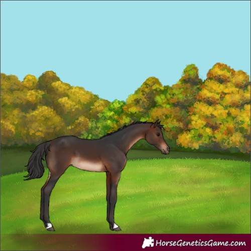 Horse Color:Brown 