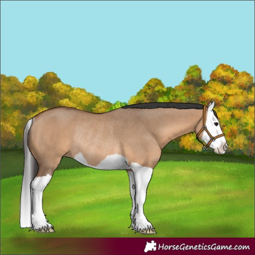 Horse Color:Bay Dun Splash Rabicano