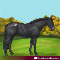 Horse Color:Black Appaloosa 