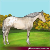 Horse Color:Silver Buckskin Pearl Tobiano Blanket Rabicano 